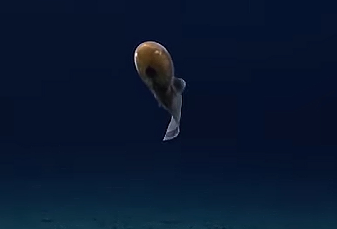 απρόσωπο ψάρι, Typhlonus nasus