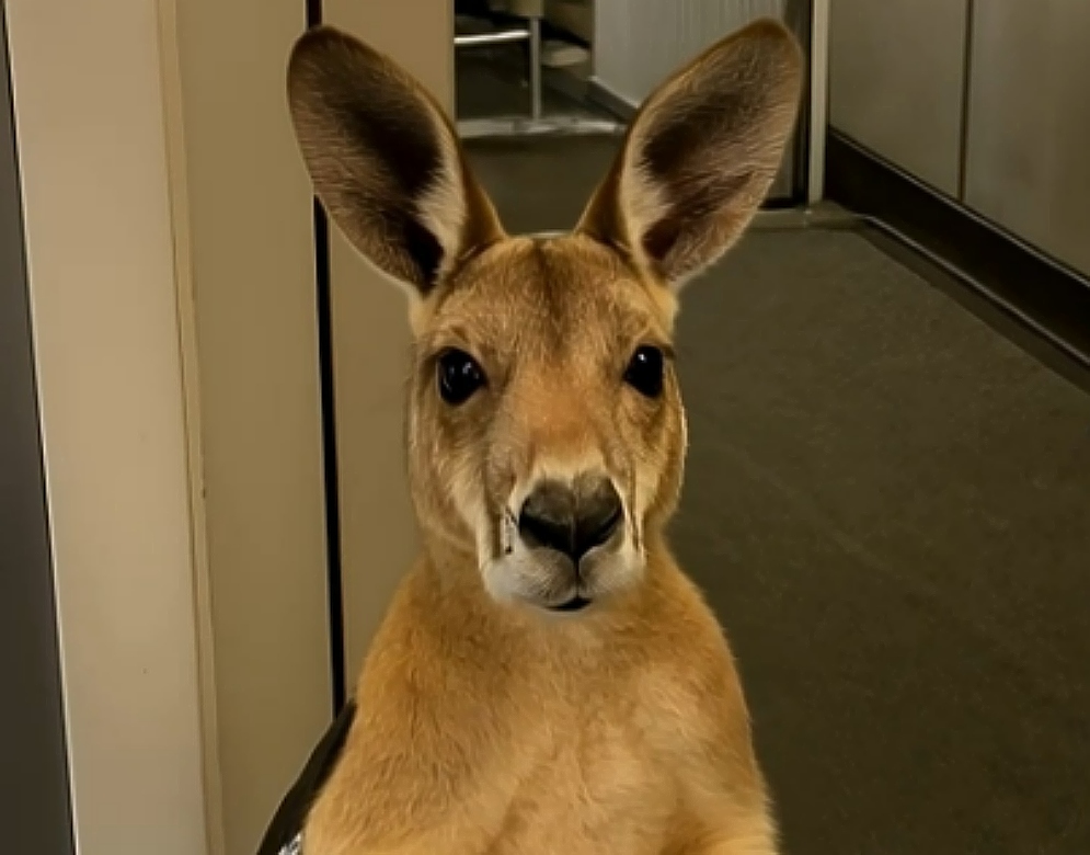 καγκουρό, αεροπλάνο