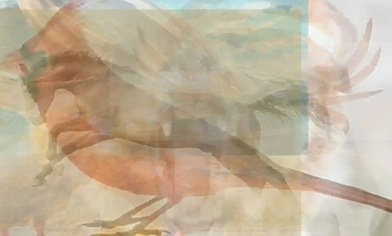 τεστ, εικόνα