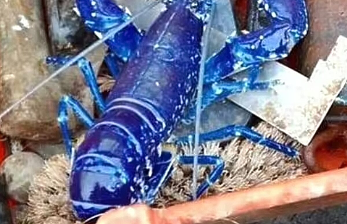 Μπλε αστακός