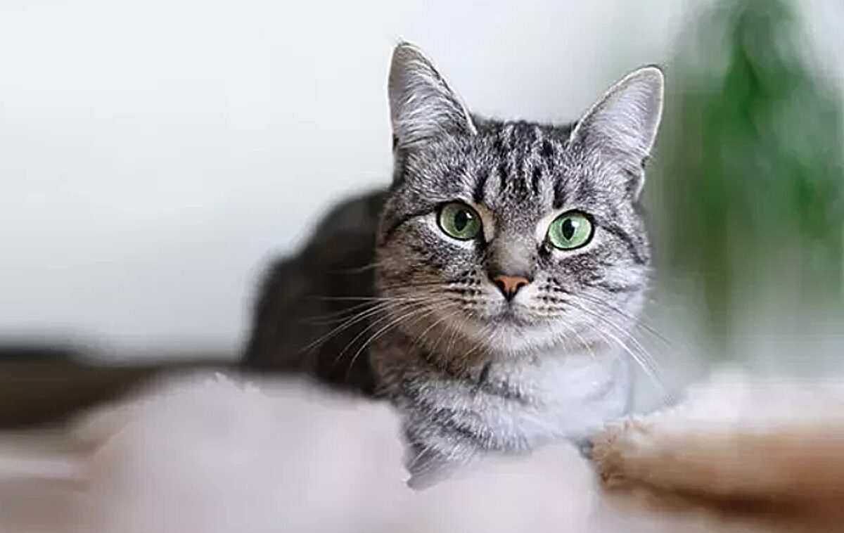 γάτες, γάτα