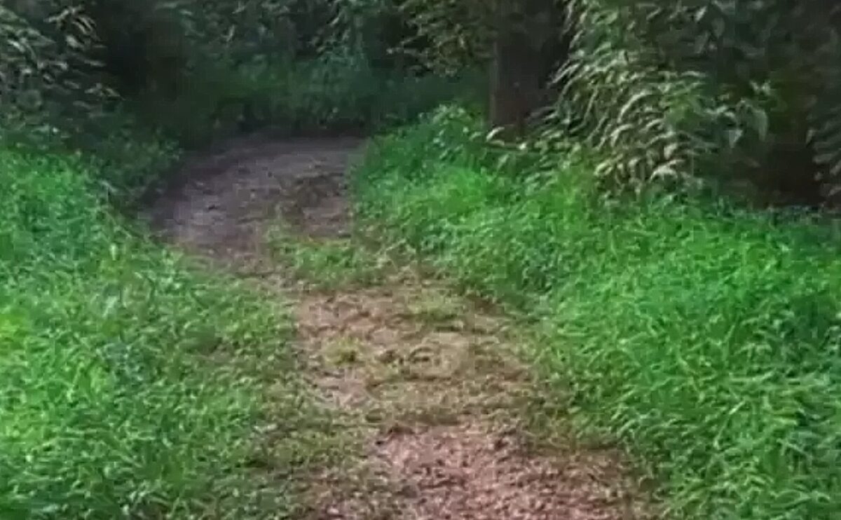 LSD