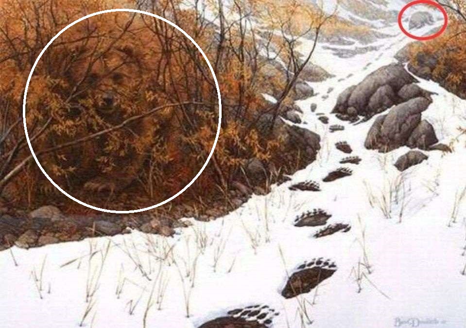 Σπαζοκεφαλιά, αρκούδες