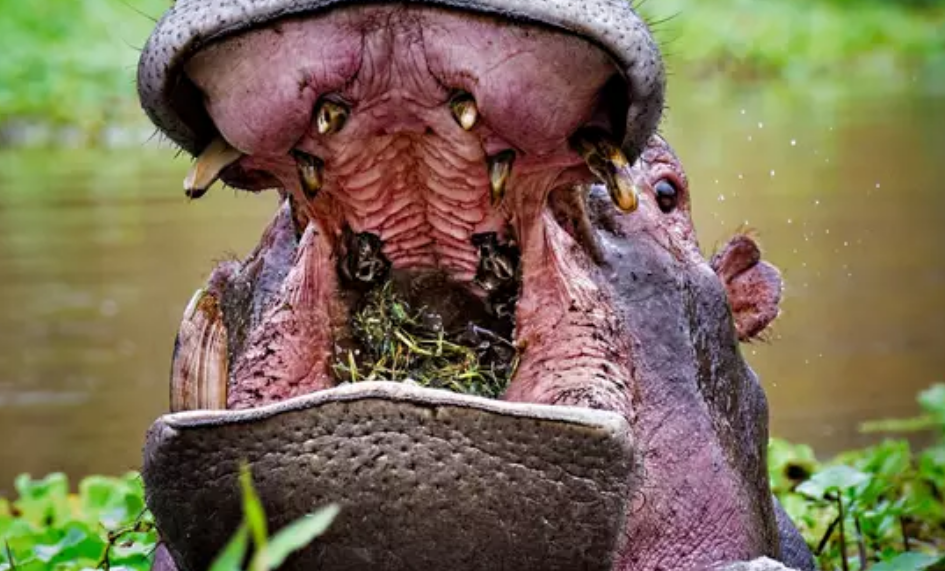 ιπποπόταμος