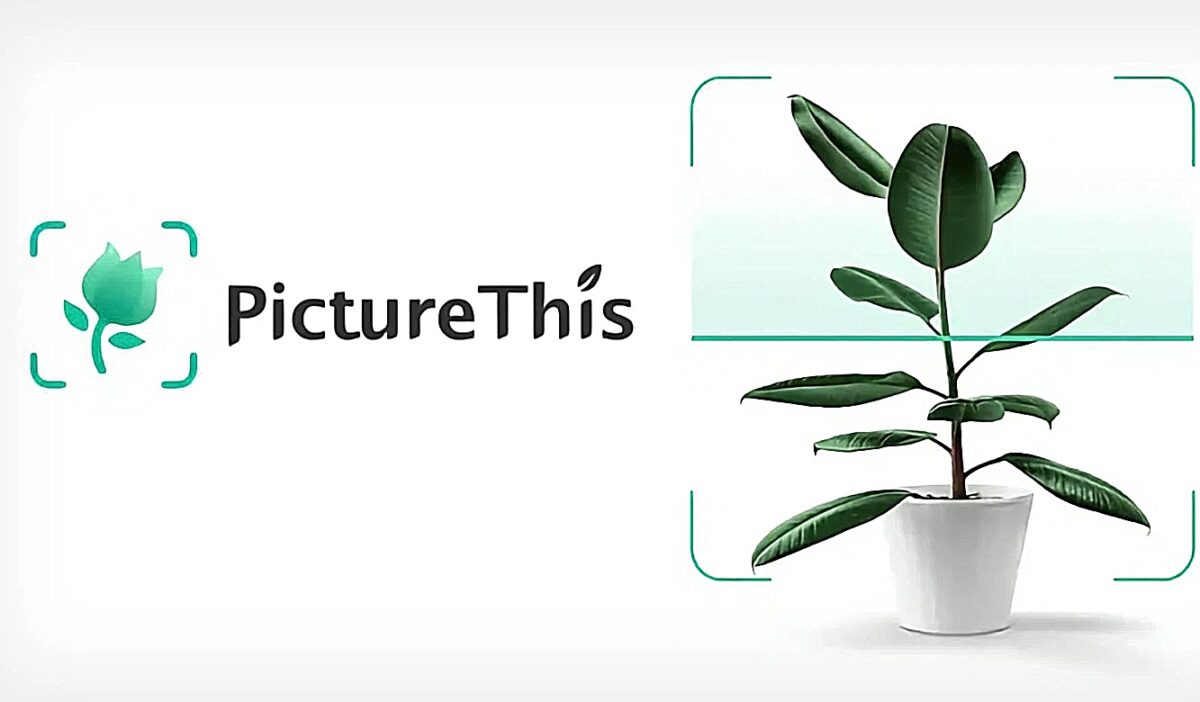 picture this