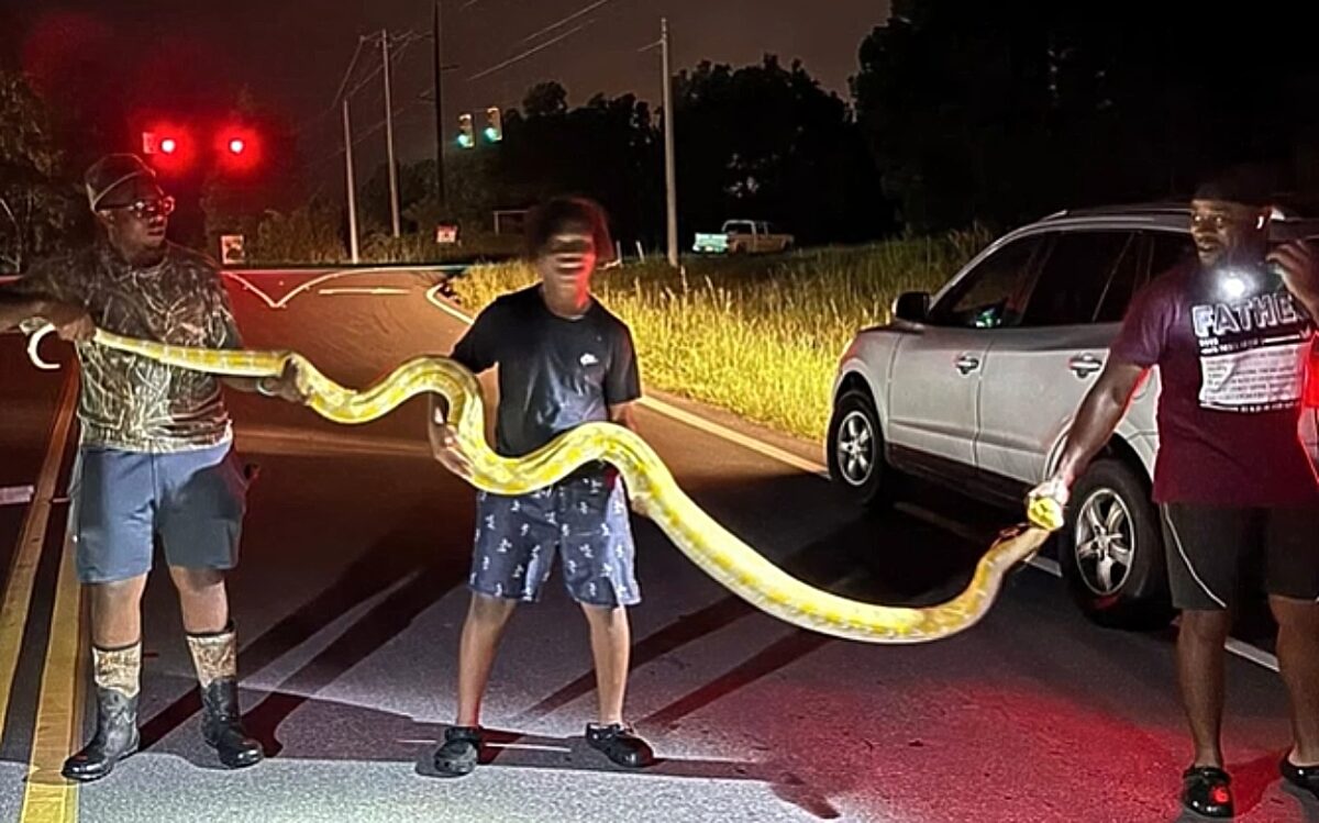 πύθωνας