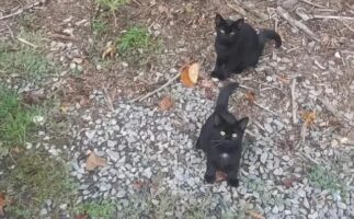 Σπαζοκεφαλιά: Βρες την γάτα στην εικόνα σε 7 δευτερόλεπτα