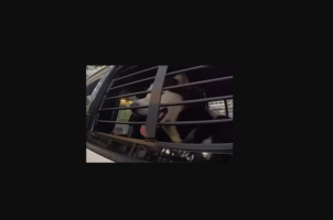 Συγκινητικό βίντεο: Σκύλος επανενώθηκε με την ιδιοκτήτριά του 7 χρόνια αργότερα