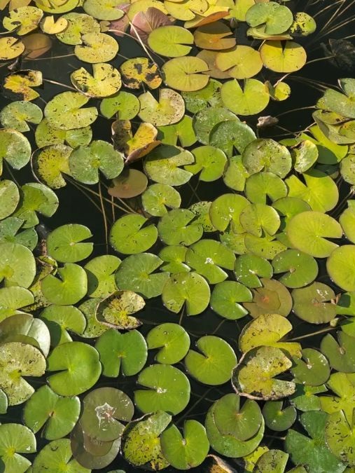 Σπαζοκεφαλιά, βάτραχος