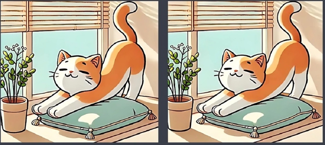 Τεστ παρατηρητικότητας, διαφορές, γάτα