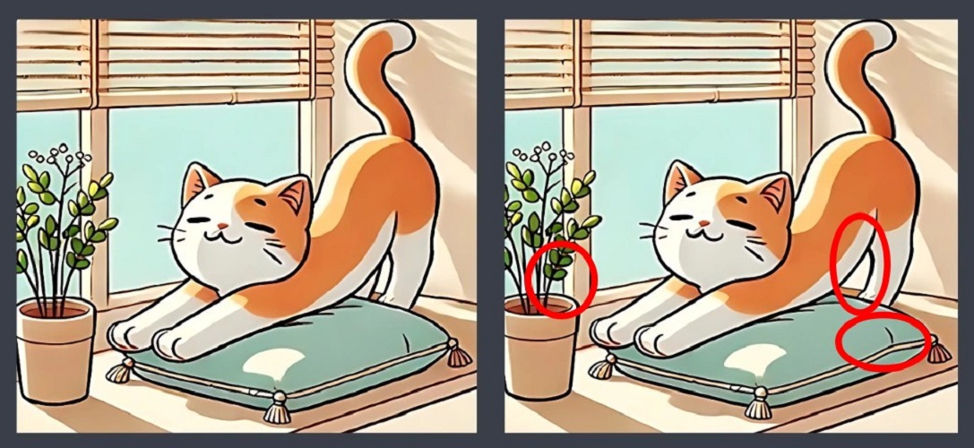 Τεστ παρατηρητικότητας, διαφορές, γάτα