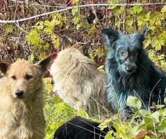 Μυστηριώδη μπλε σκυλιά εμφανίστηκαν στην απαγορευμένη ζώνη του Τσερνόμπιλ