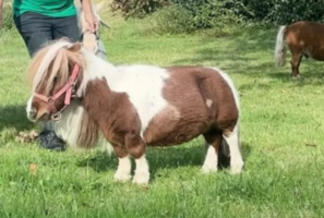 Το μικρότερο άλογο του κόσμου έχει ύψος μόλις 53,6 εκατοστά – ΒΙΝΤΕΟ