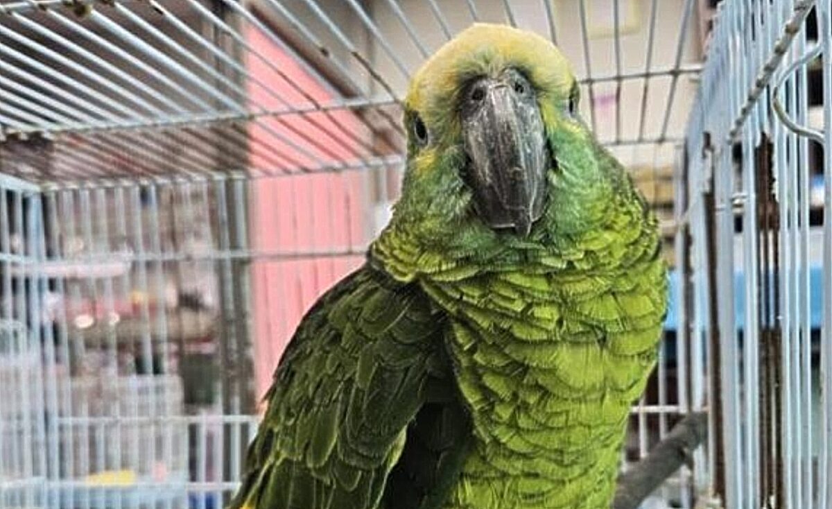 Νότια Κορέα: Συνελήφθη… παπαγάλος που έκλεβε καφέ