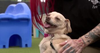 Αγνοούμενος σκύλος βρέθηκε 5 χρόνια αργότερα σε απόσταση 837 χιλιομέτρων από το σπίτι του