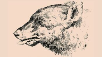 Σπαζοκεφαλιά: Βρες τον άνδρα στην εικόνα σε 6 δευτερόλεπτα