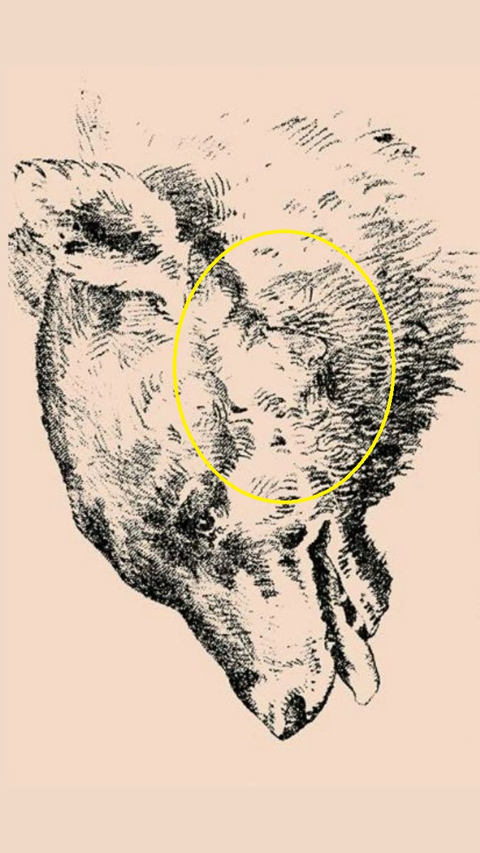 Σπαζοκεφαλιά, άνδρας