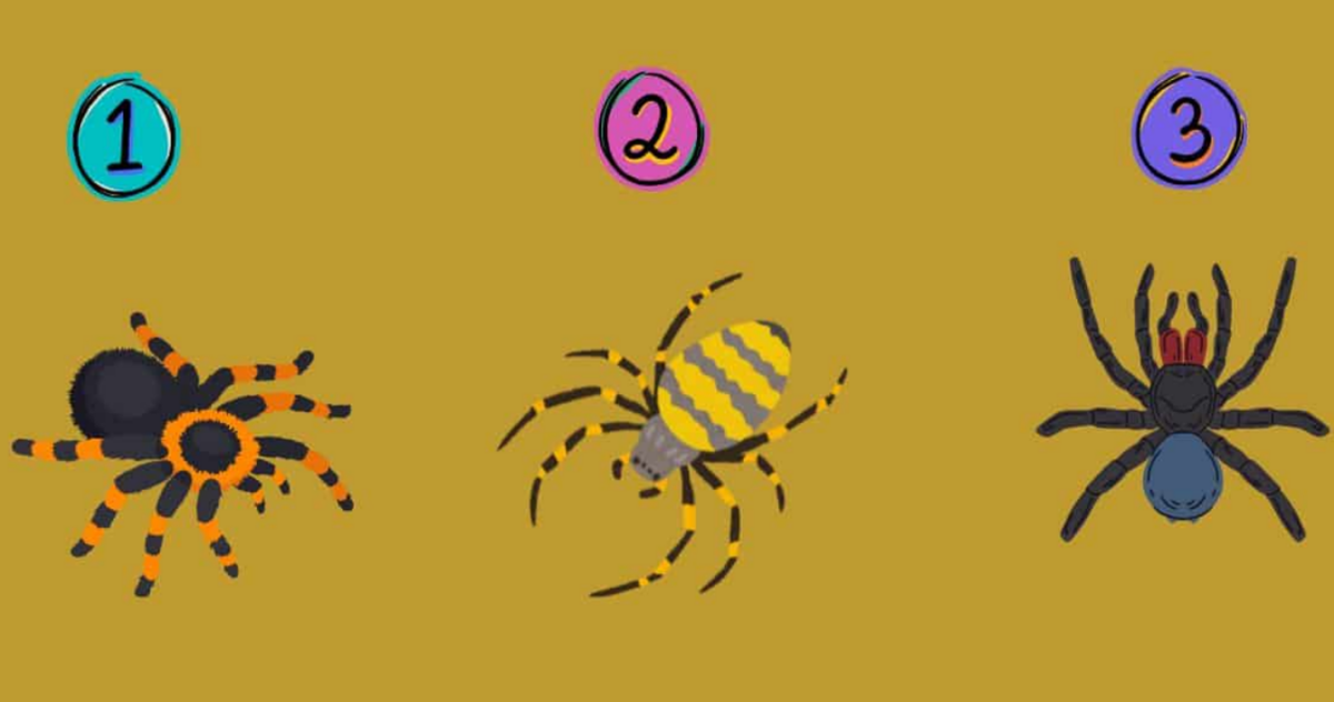 Τεστ προσωπικότητας: Η αράχνη που θα επιλέξετε αποκαλύπτει αν είστε αυθόρμητος, στοχαστικός ή προετοιμασμένος