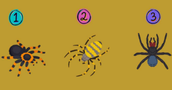 Τεστ προσωπικότητας: Η αράχνη που θα επιλέξετε αποκαλύπτει αν είστε αυθόρμητος, στοχαστικός ή προετοιμασμένος