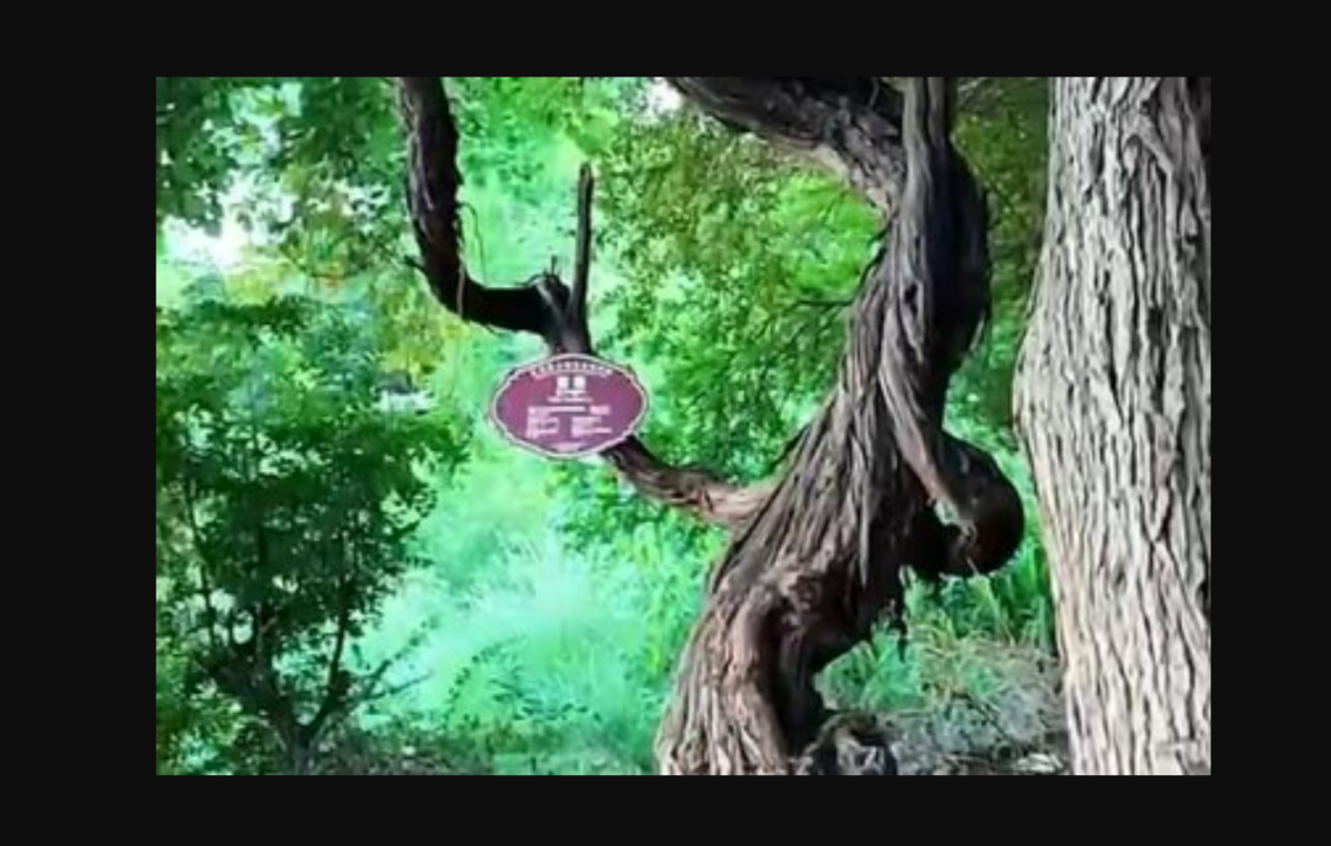 Η παλαιότερη άγρια κληματαριά στον κόσμο βρέθηκε στο Θιβέτ – Είναι πάνω από 400 ετών