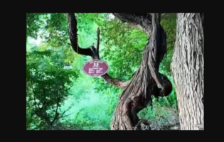 Η παλαιότερη άγρια κληματαριά στον κόσμο βρέθηκε στο Θιβέτ – Είναι πάνω από 400 ετών