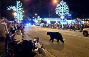 Μαύρη αρκούδα «εισέβαλε» σε χριστουγεννιάτικη παρέλαση – Αντιδράσεις και ανησυχία – ΒΙΝΤΕΟ