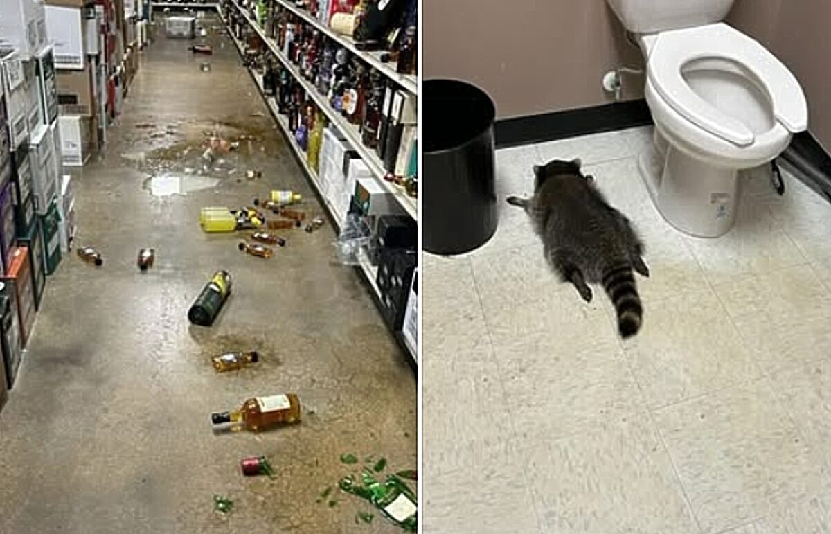 ρακούν, μεθυσμένο