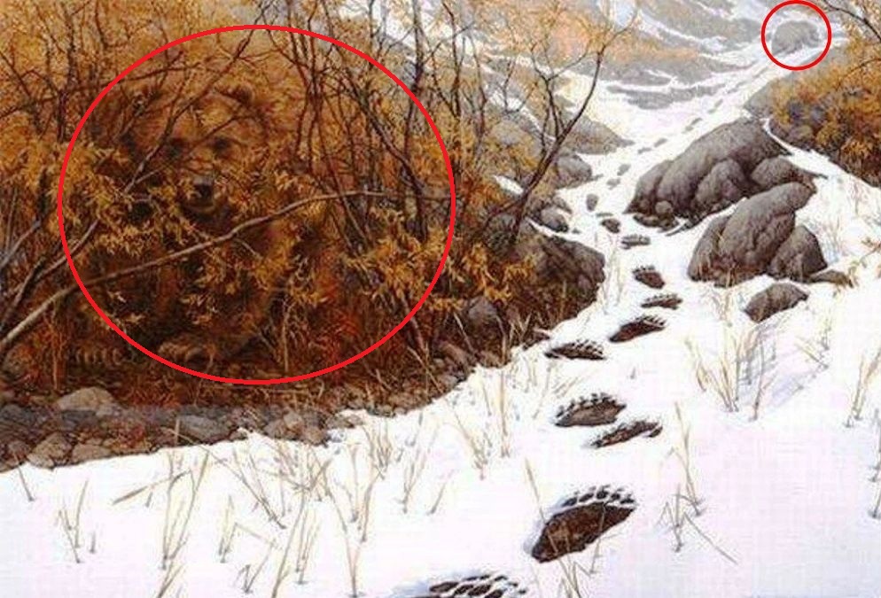 Σπαζοκεφαλιά, αρκούδες