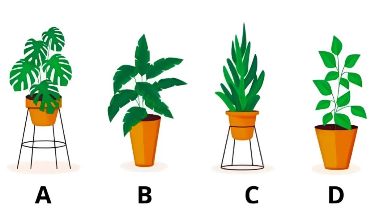 Τεστ προσωπικότητας: Το φυτό που θα επιλέξετε αποκαλύπτει ποιο είναι το μεγαλύτερο ταλέντο σας