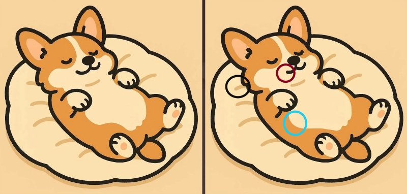 Τεστ παρατηρητικότητας, διαφορές, κουτάβι