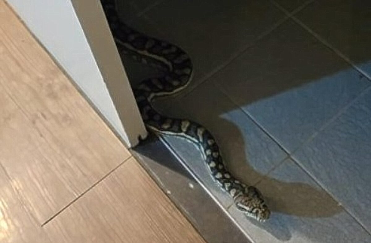 Πύθωνας