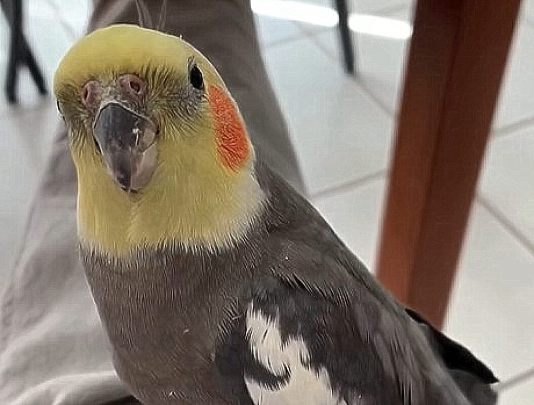 Sonny, παπαγάλος