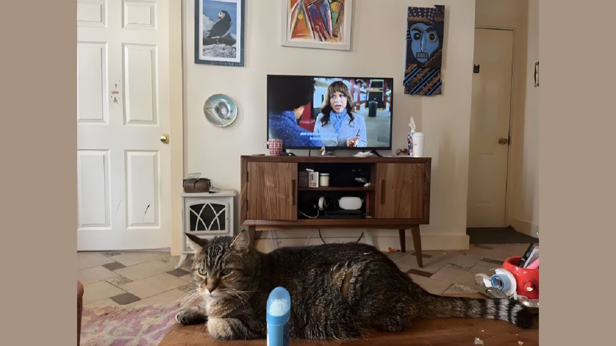 Σπαζοκεφαλιά, γάτα