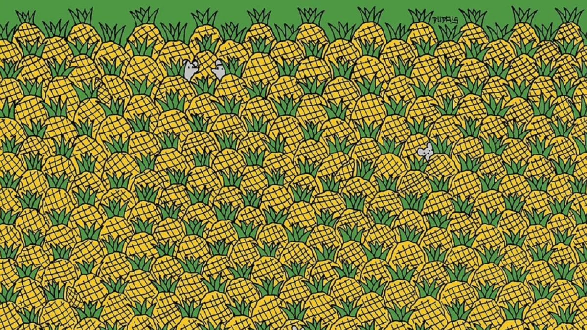 Σπαζοκεφαλιά, καλαμπόκι