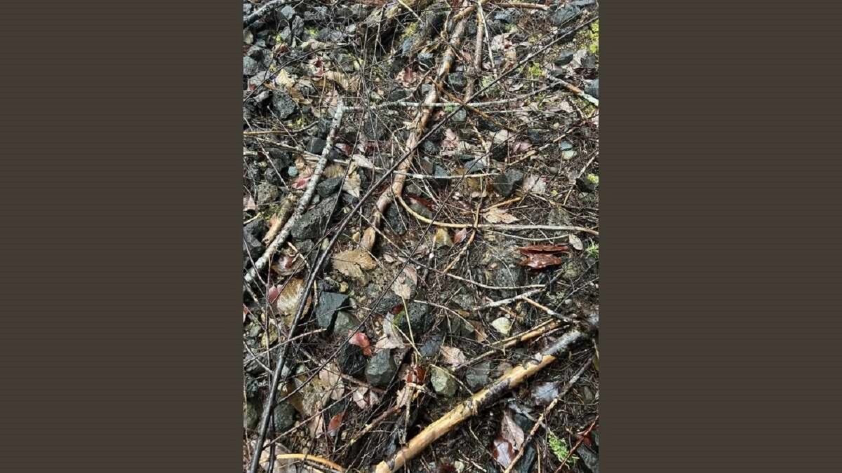 Σπαζοκεφαλιά, σαλαμάνδρα