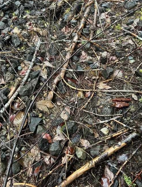 Σπαζοκεφαλιά, σαλαμάνδρα