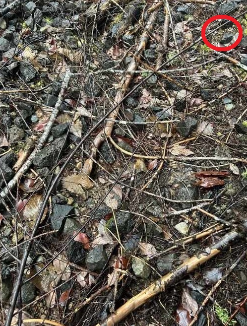 Σπαζοκεφαλιά, σαλαμάνδρα