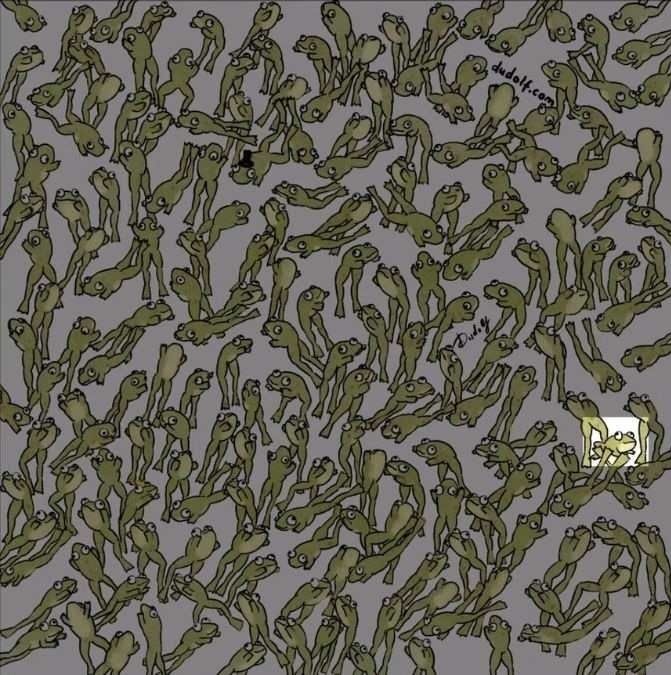 Σπαζοκεφαλιά, βάτραχος