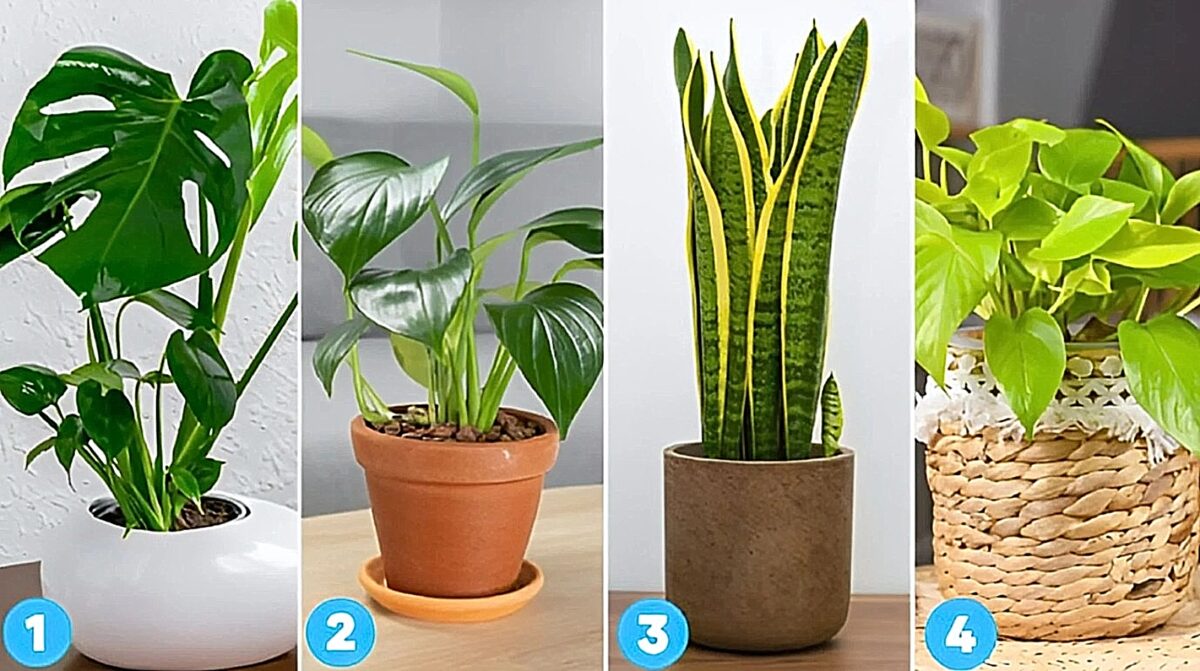 Τεστ προσωπικότητας: Το φυτό που θα επιλέξετε αποκαλύπτει πόσο ευαίσθητοι είστε