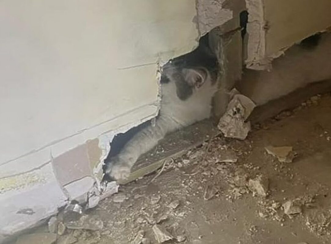 γάτα