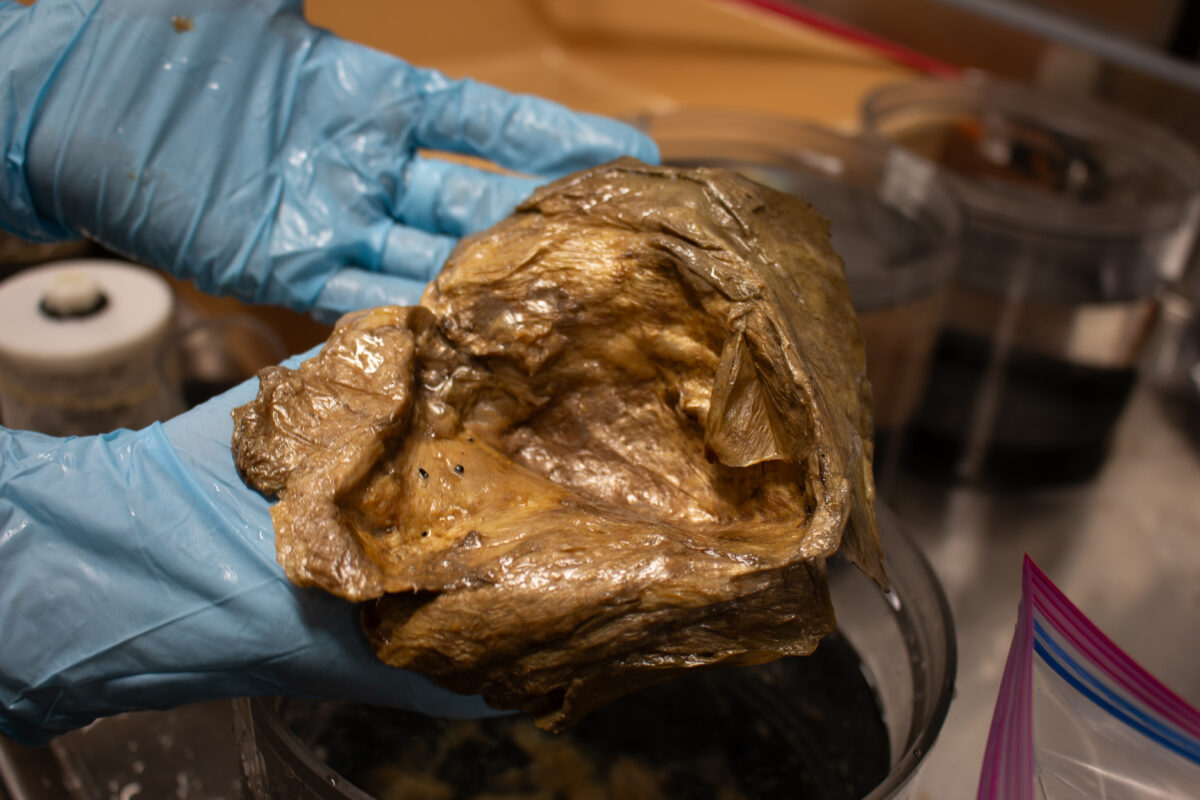 Μια μυστηριώδης «χρυσή σφαίρα» εντοπίστηκε στον βυθό – Τώρα οι επιστήμονες ξέρουν επιτέλους τι είναι