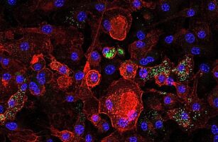 Επιστήμονες απομακρύνουν κύτταρα «ζόμπι» και αναστρέφουν την ηπατική βλάβη σε ποντίκια