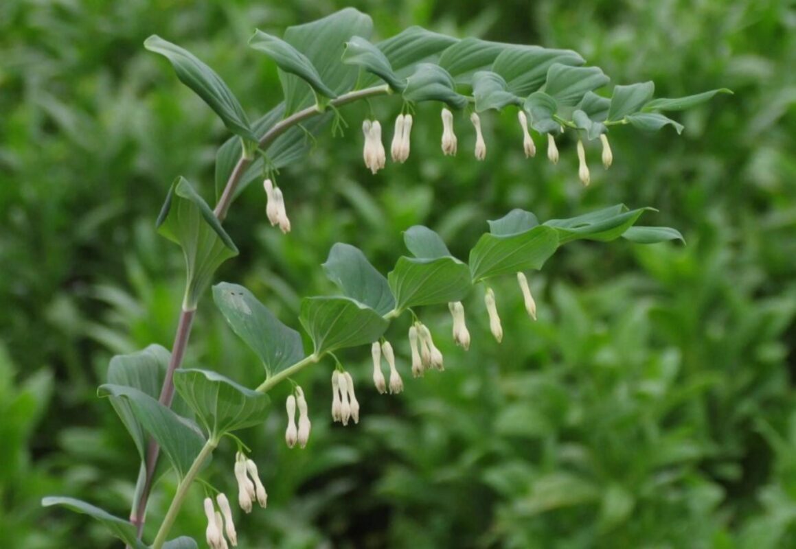 Polygonum multiflorum, κινεζική ιατρική, τριχόπτωση